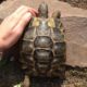 Nele, die Schildkröte