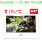 Schildkröte-des-Monats-Dezember-2017