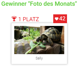 Schildkröte des Monats Dezember 2017