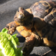 Heute nur Salat?