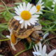 Schildkröte Doreen beim Abendschmaus
