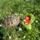 Griechische Landschildkröte "Hugo" frisst Erdbeeren