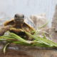 Meine kleine 2 Jährige Testudo Hermanni Hermanni