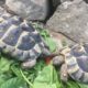 Lara und Emmi (12 J. Griechische ) knabbern beidseits an einer Melone