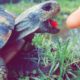 Griechische Landschildkröte im Freien