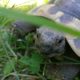 Mein Donatello - Griechische Landschildkröte