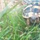 Sheldon - unsere griechische Schildkröte