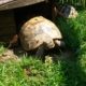 Mathilde, Testudo h.b. ist seit 45 Jahren in meinem Besitz.