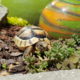 Vivi - unsere Griechische Landschildkröte