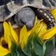 Beim Erschnuppern einer Sonnenblume