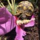 Wilmchen unsere Griechische Landschildkröte in Ihrem Freigehege
