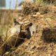 Testudo horsfieldii in ihrem naturgetreuen Gehege