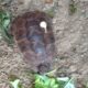 Testudo graeca - Elli