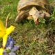 Russische Landschildkröte beim Fressen erwischt