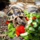 Testudo hermanni