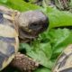 Griechische Landschildkröte beim Essen
