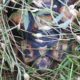 Breitrandschildkröte im Versteck „Wo bin ich?“