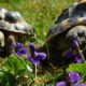 Griechische Landschildkröte