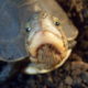 cuora flavomarginata