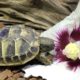 Unser Freddy beim Frühstück Griechische Landschildkröte!