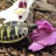 Unsere Clarissa beim Frühstück! Griechische Landschildkröte