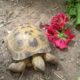 Vierzehen- oder Russische Steppenschildkröte in ihrem Freigehege