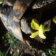 Lecker Nachtkerze für die Griechische Landschildkröte