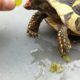 Griechische Landschildkröte mit Weintraube