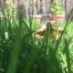 Russische Vierzehenschildkröte im Garten