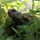 Emil, meine griechische Landschildkröte