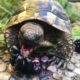Brombeeren findet meine griechische Landschildkröte besonders lecker