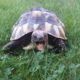 Griechische Landschildkröte