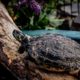 Gelbwangenschmuckschildkröte