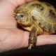 Vierzehenlandschildkröte