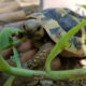 Griechische Landschildkröte beim mampfen