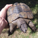 Schwellungen meist Nierenprobleme bei Schildkröten Schwellungen meist Nierenprobleme bei Schildkröten