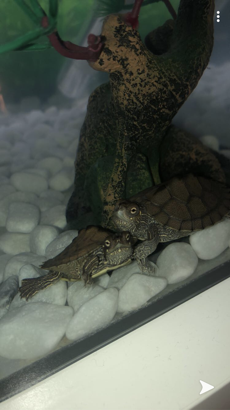Oachita höckerschildkröten im Aquaterrarium