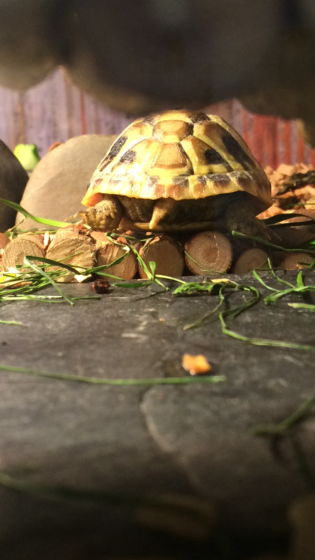Peppa (Griechische Landschildkröte) von ihrer schönsten Seite :)