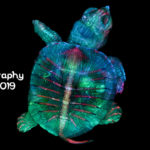 Winner Photomicrography Competition 2019