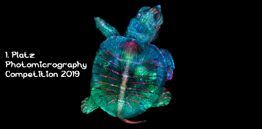 Gewinner-Foto Photomicrography Competition 2019