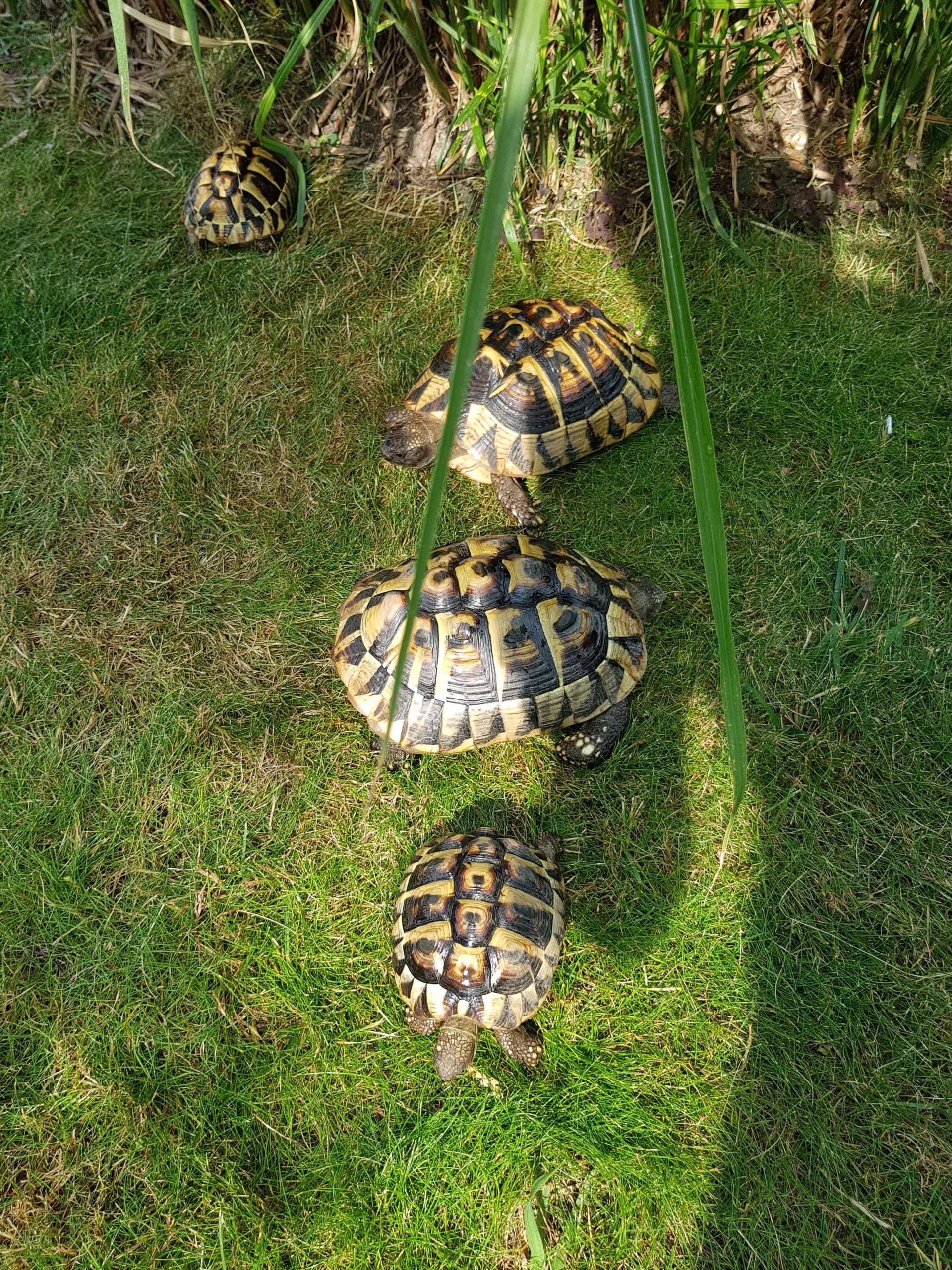 Griechische Landschildkröten Hanni, Nanni, Emma und Ella