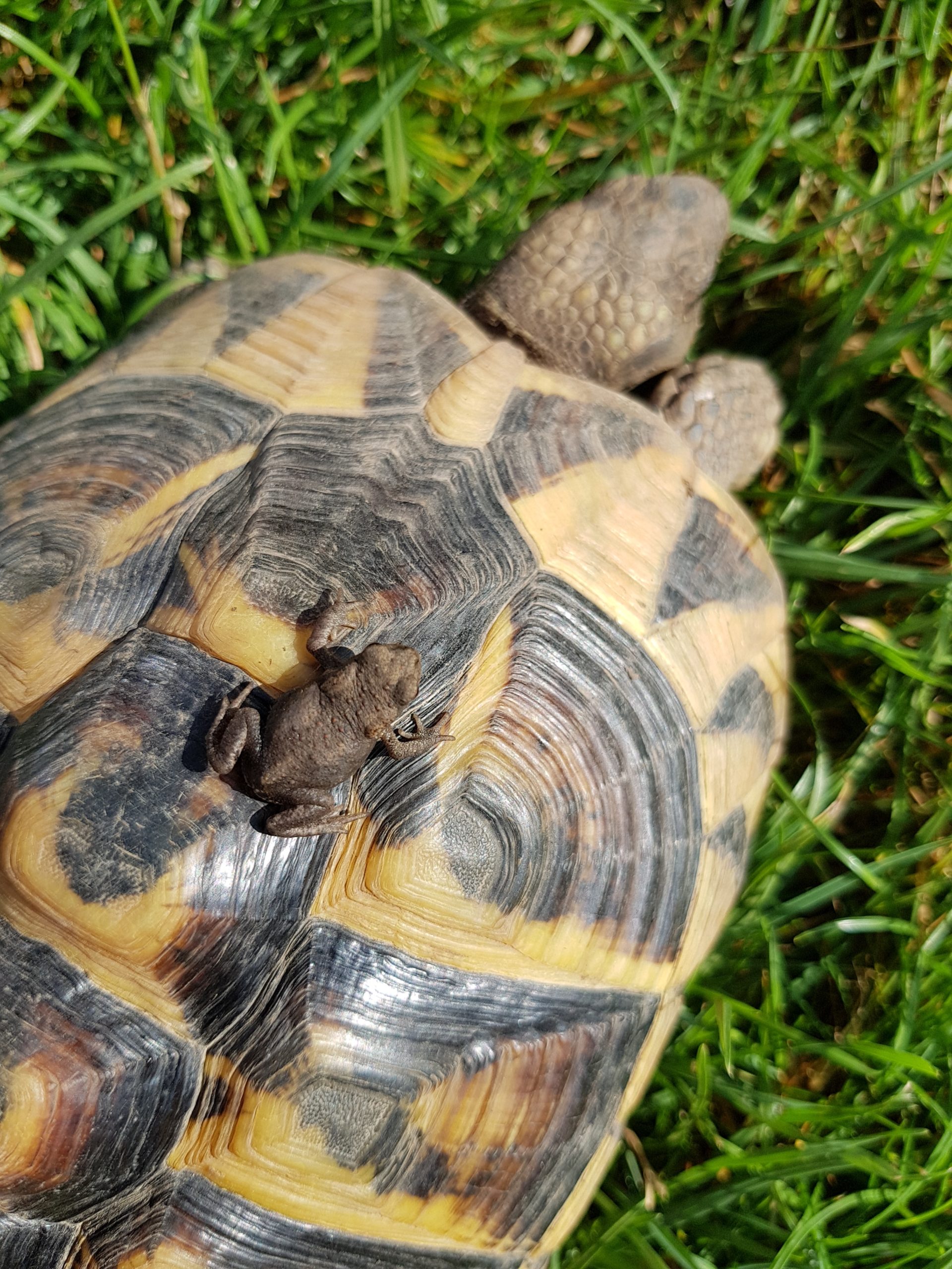 Griechische Landschildkröte Nanni