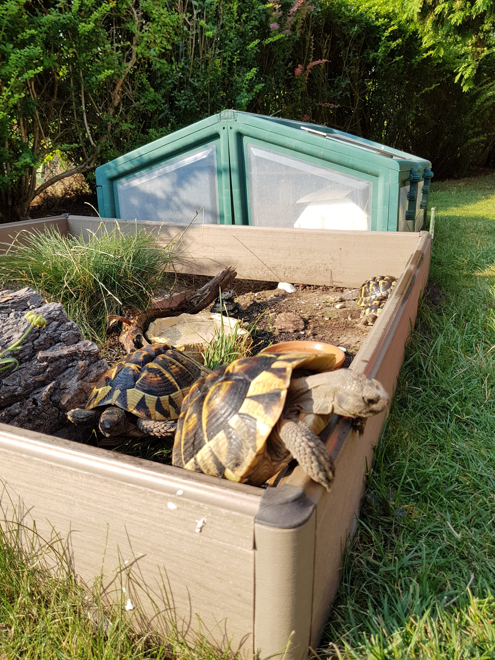 Griechische Landschildkröten