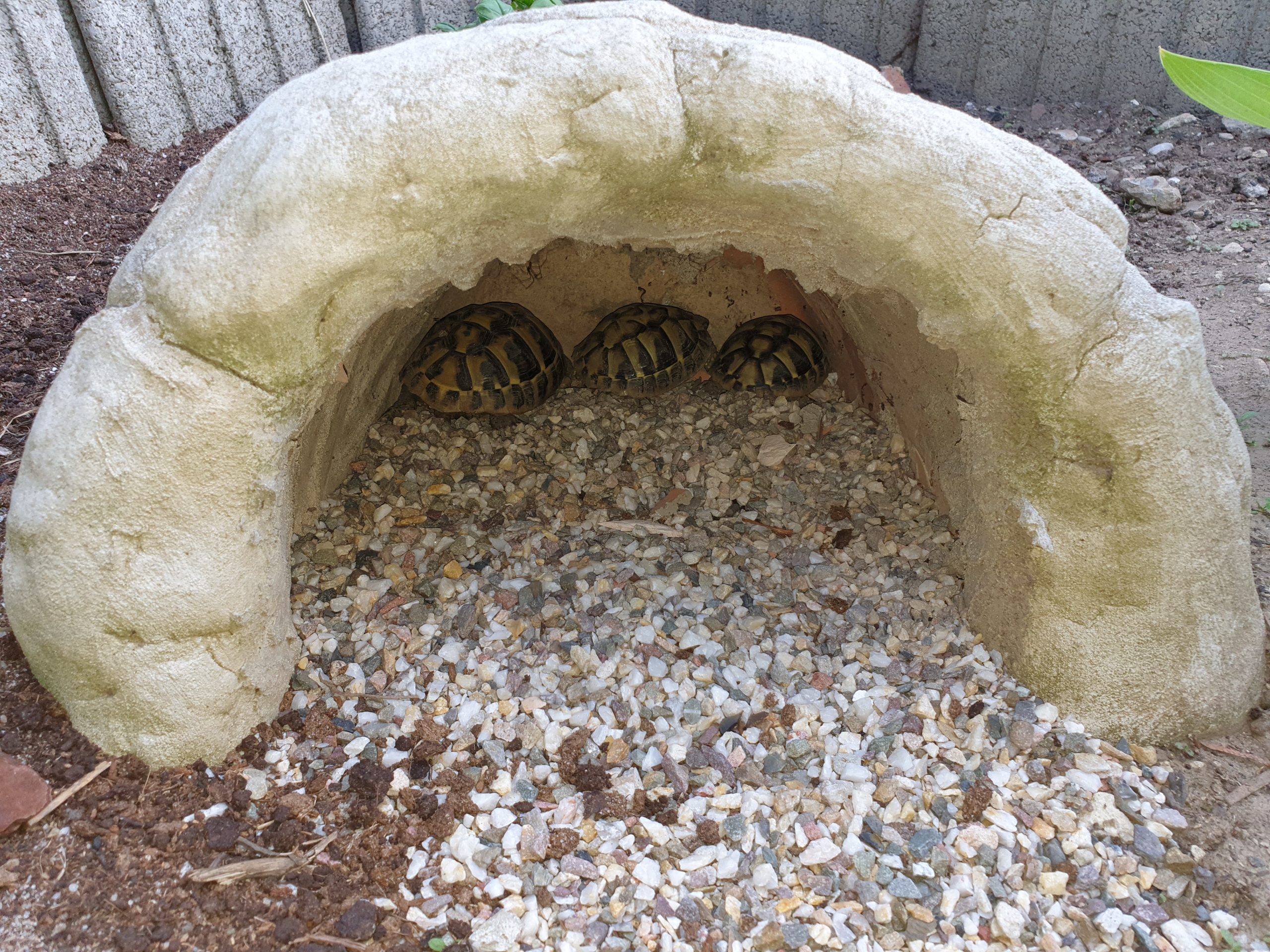 Griechische Landschildkröte in ihrem Freigehege