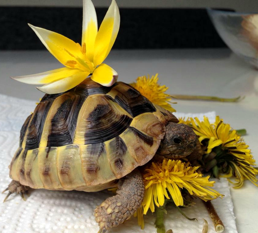 CANDY die Landschildkröte :)