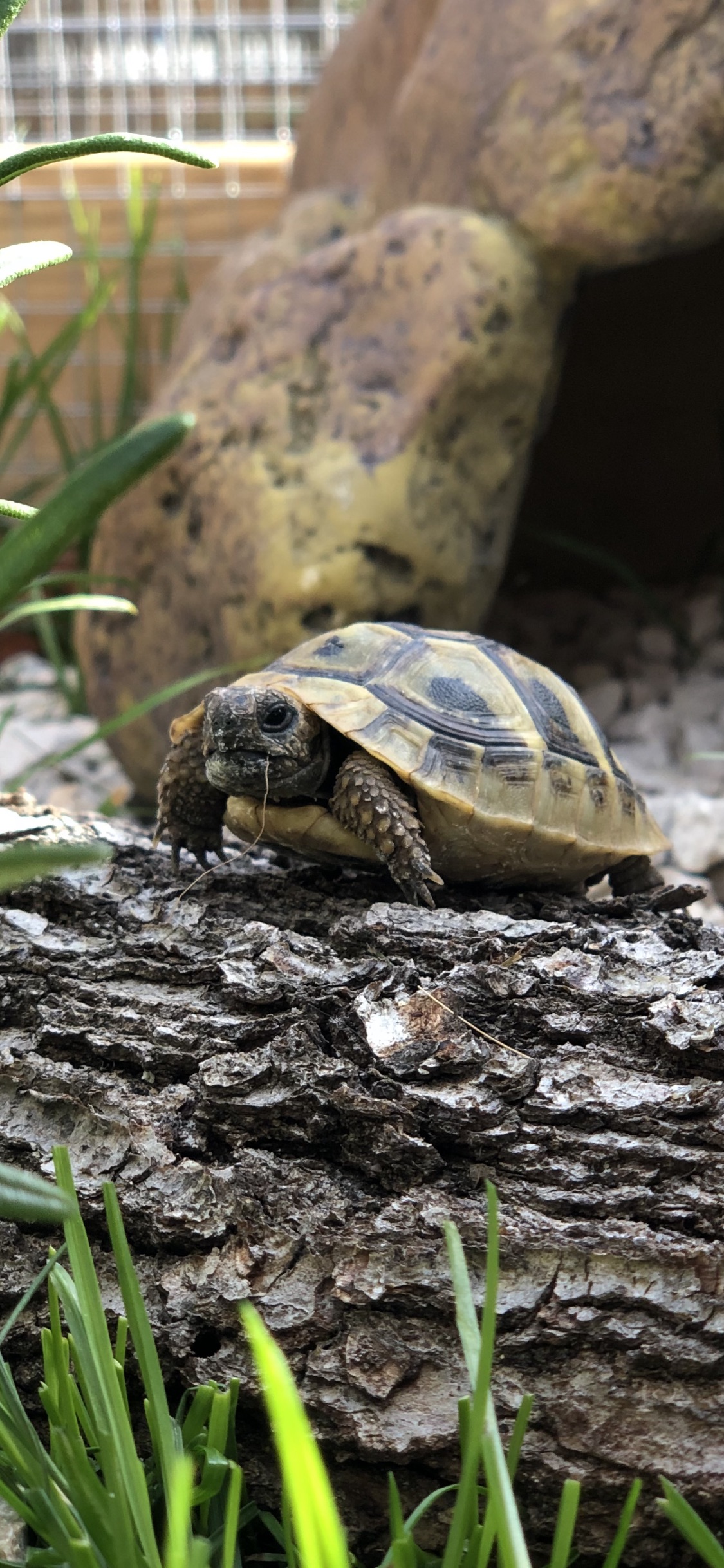 Griechische Landschildkröte im Freigehege