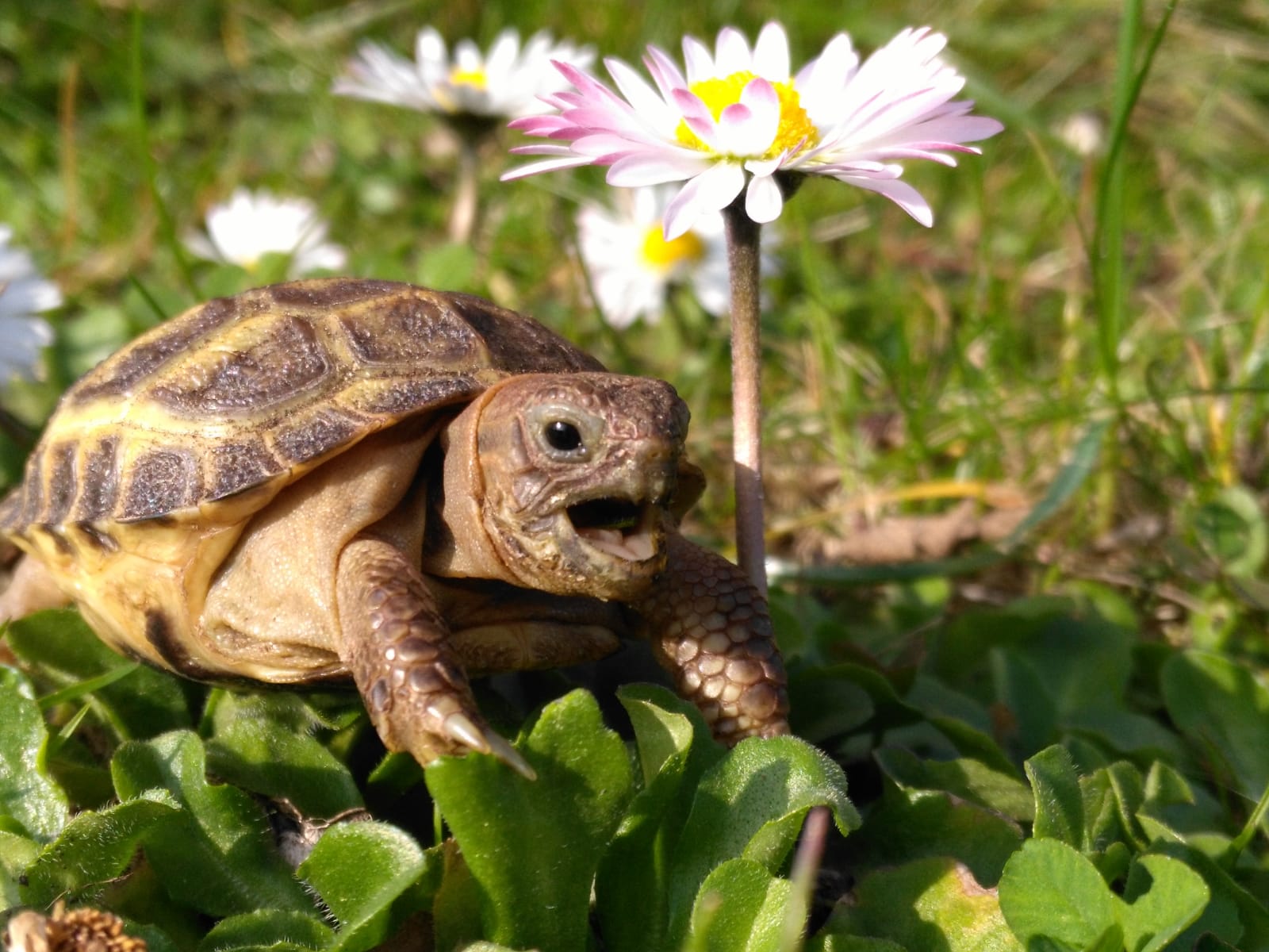 Vierzehenschildkröte Yellow auf der Jagd nach saftigen Kräutern.
