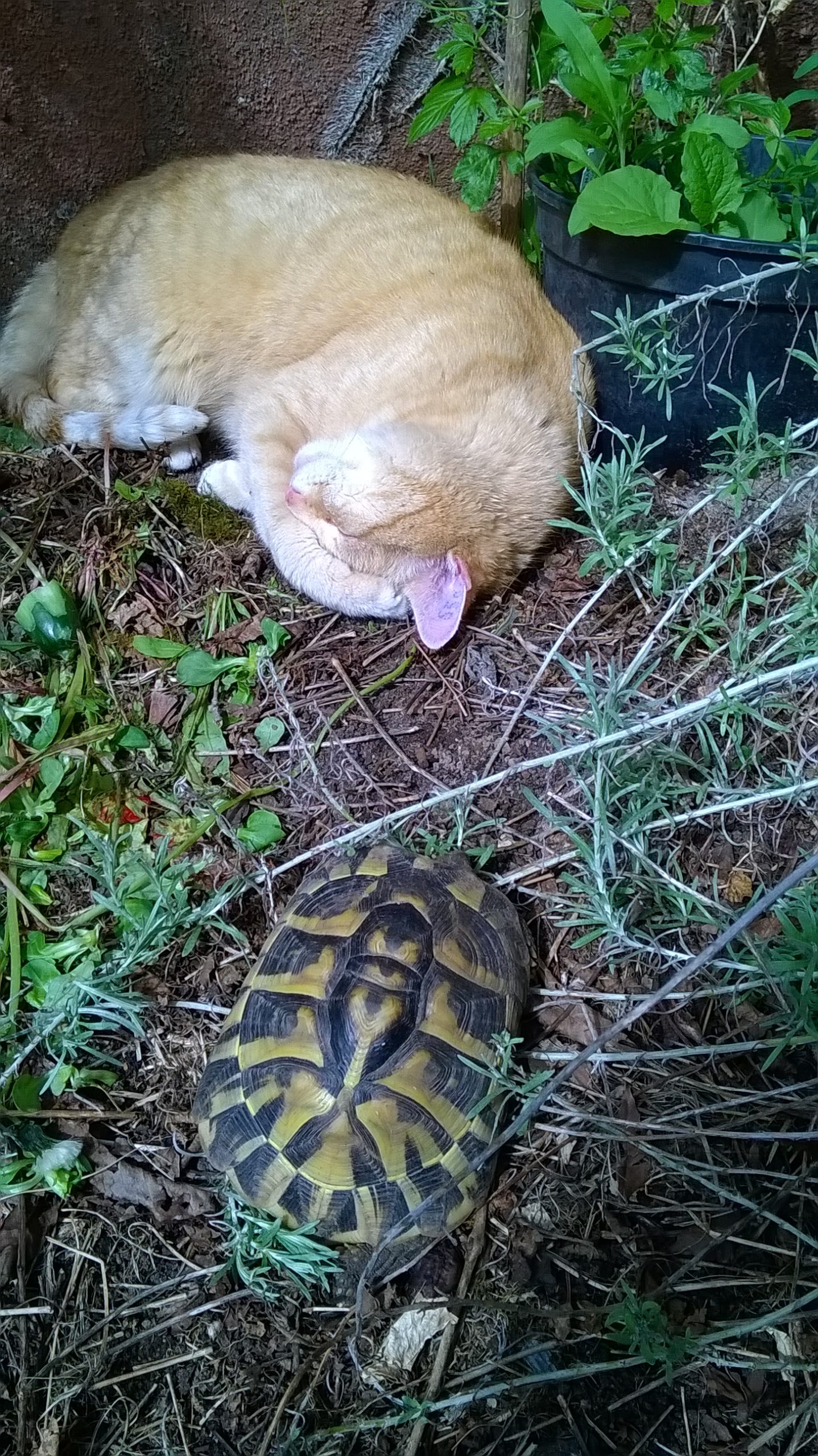 Lazy Sunday Afternoon / Griechische Landschildkröte und Kater