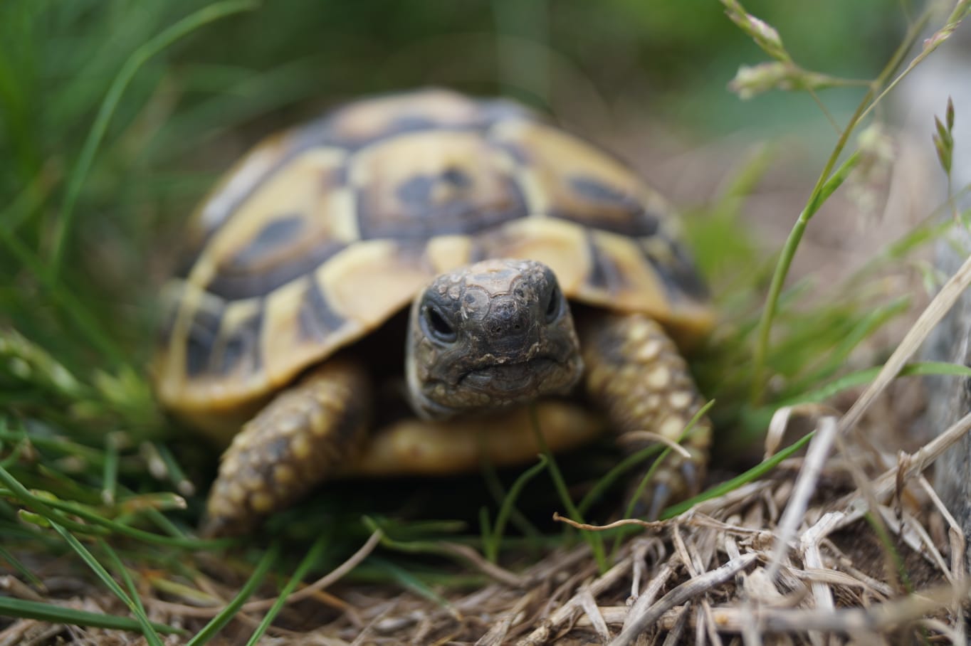Unsere kleine Slowly (Griechische Landschildkröte)