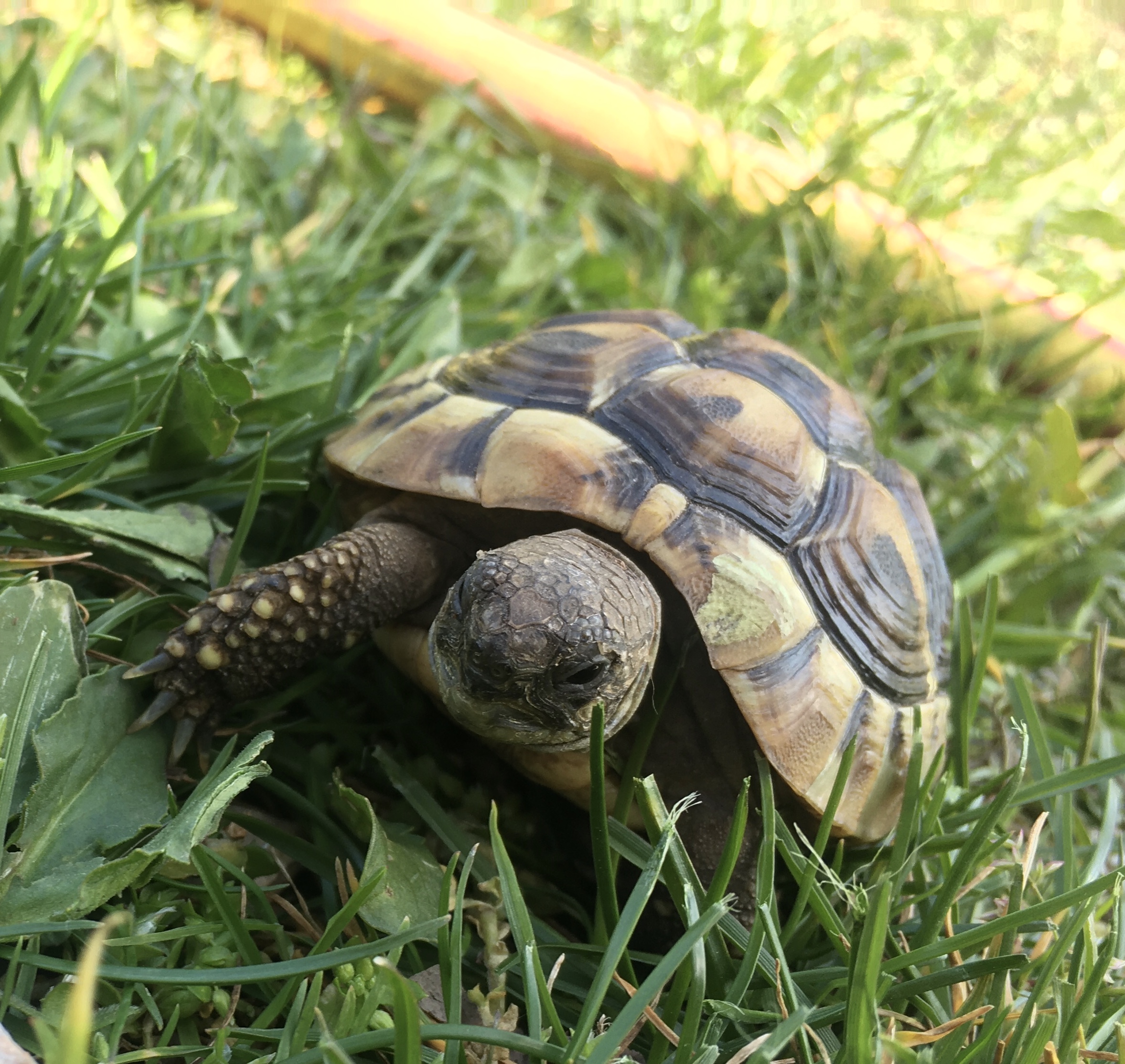 Meine kleine Griechische Landschildkröte Donatello auf Erkundungstour
